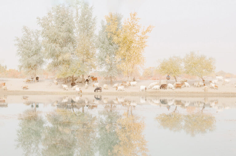 JPEG - Grazing In Desert